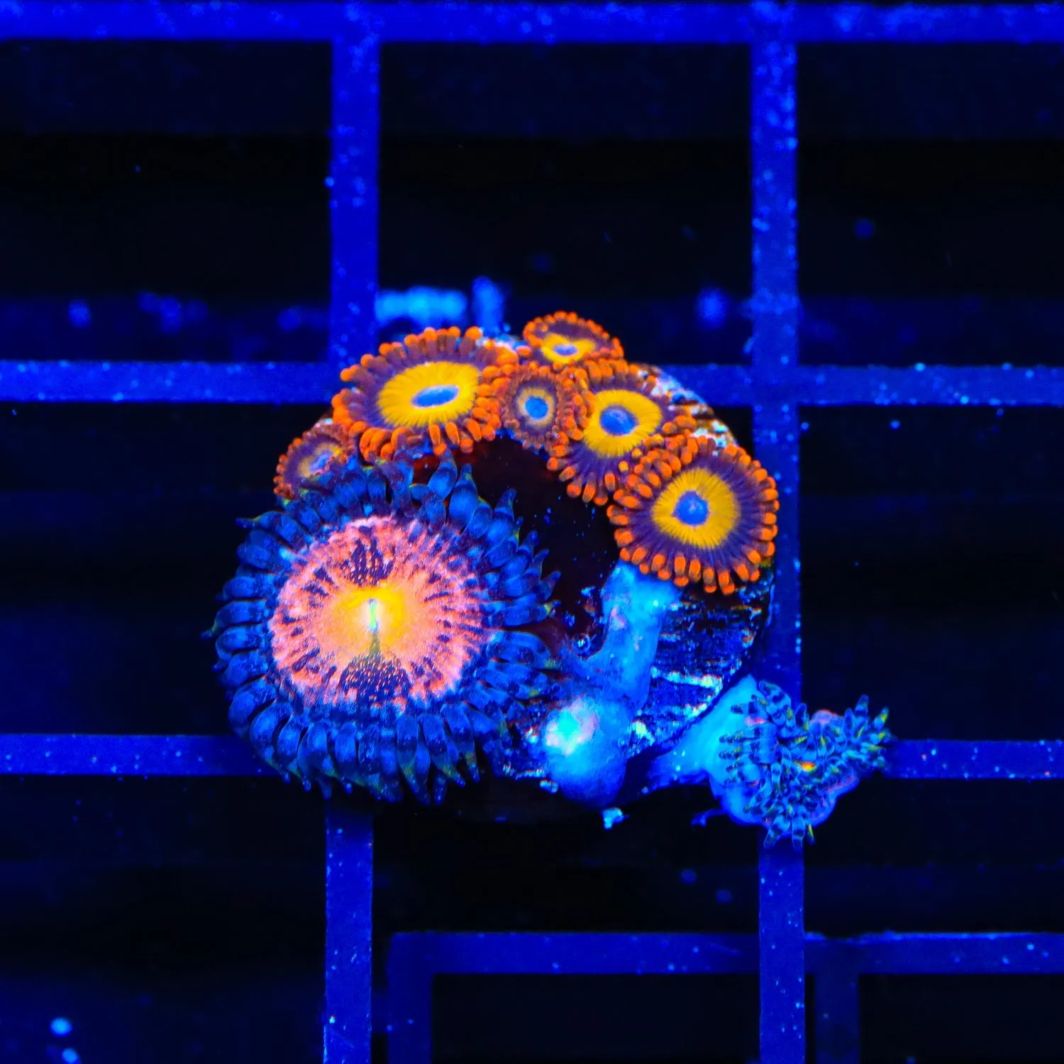 Fruit Loops Combo Zoanthids Coral